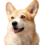 BNBDOG logo