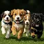 PUPPIES logo