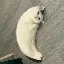 MOONCAT logo
