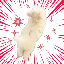 SPEED logo